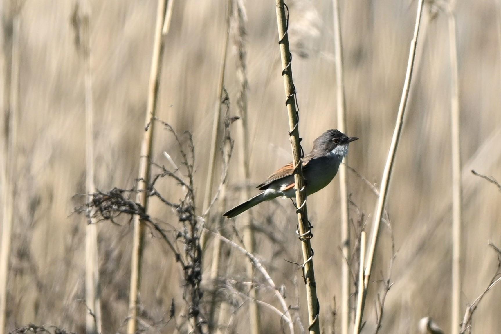 Vogelwandeling bij Achelse Kluis en Patersgronden
