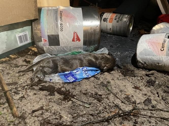 Dood hondje tussen gedumpt afval in Valkenswaard